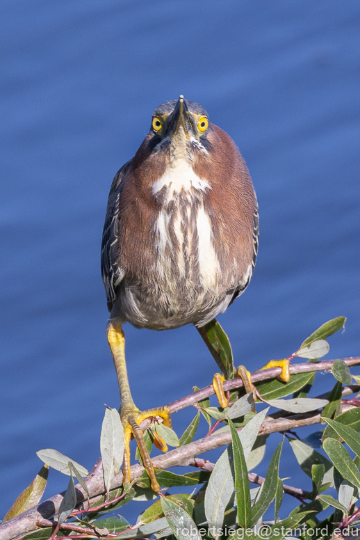 emily renzel wetlands